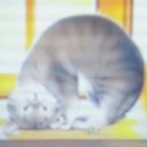 Meet your Posher, Eugenia